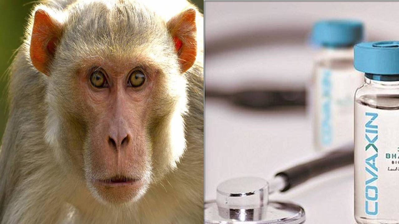 कोरोना वैक्सीन ‘कोवैक्सीन’ का बंदरों पर किया गया परीक्षण सफल