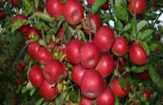 उत्तराखंड के हर्षिल के सेब की धमक अमेरिका समेत कई विदेशी बाजारों में भी