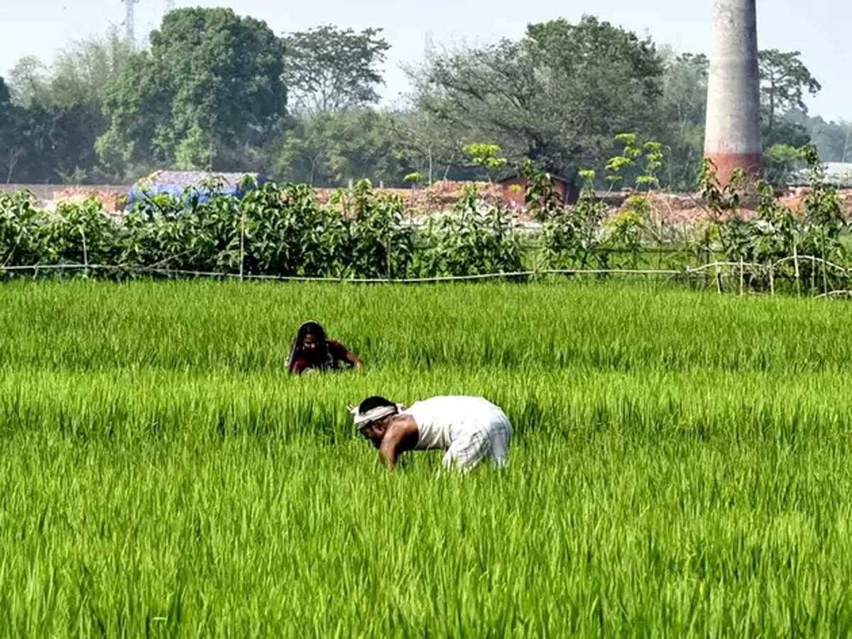 किसान पर फसल बेचान में 20 लाख रुपए की षडयंत्र पूर्वक धोखाधड़ी का मामला दर्ज