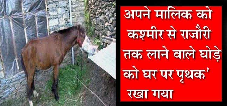 कोविड-19: अपने मालिक को कश्मीर से राजौरी तक लाने वाले घोड़े को ‘ घर पर पृथक ’ रखा गया