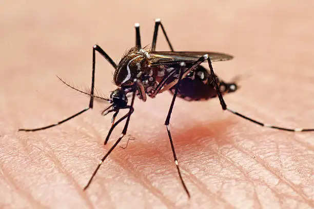 Dengue can be treated at home, don't let the platelets count decrease