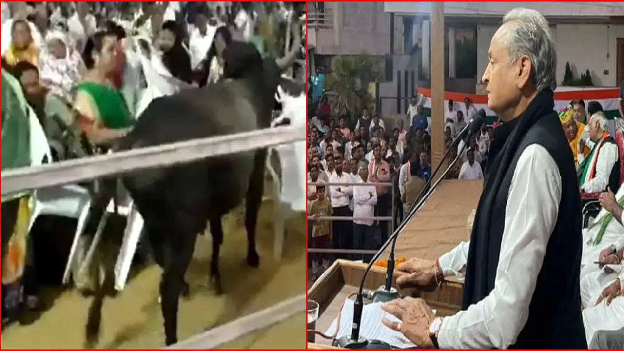 गुजरात के मेहसाणा में राजस्थान के CM अशोक गहलोत की चुनावी सभा में एक सांड़ घुसा 