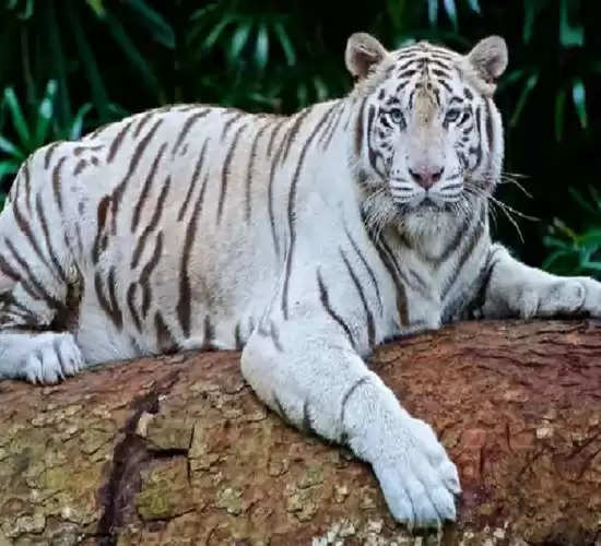  कानपुर चिड़ियाघर में नजर आएगी सफेद बाघिन और एशियाई शेरनी