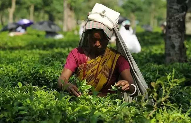  भारत काली चाय का सबसे बड़ा उत्पादक, भारतीय चाय को बैश्विक ब्रांड बनाने के प्रयास जारी: वाणिज्य मंत्रालय