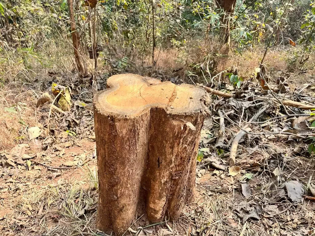  आमसांग वन्य जीव अभयारण्य में कीमती पेड़ों को काटने का आरोप