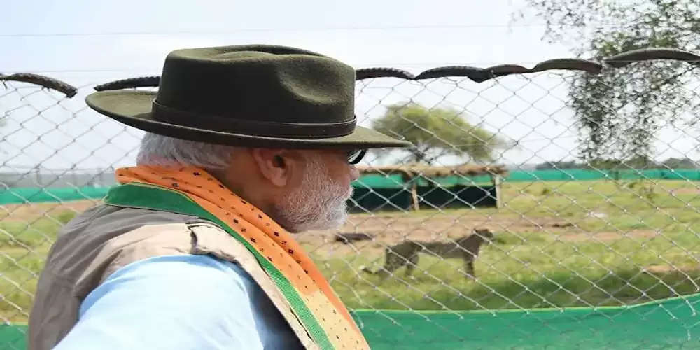 कूनो नेशनल पार्क में चीता ने PM मोदी से मिलाई आंखें, मानों पूछ रहा हो- कहां ले आए आप?