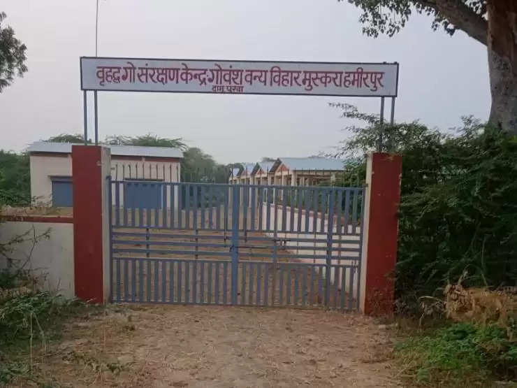 हमीरपुर: आठ माह से खाली है वृहद गो संरक्षण केंद्र, ग्राम पंचायत को नहीं हुआ हैंडओवर