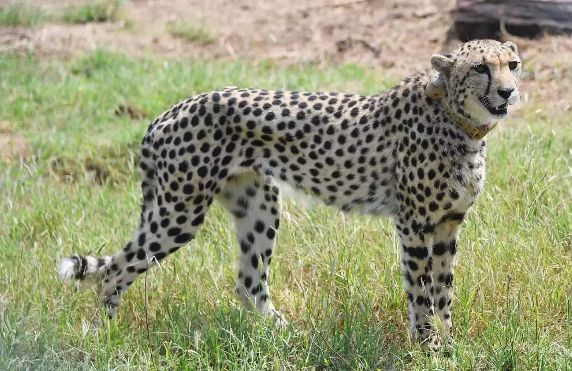 Cheetah: Some Interesting Facts, Cheetah was last seen in India in 1947 and in 1952 Cheetah was declared extinct in India