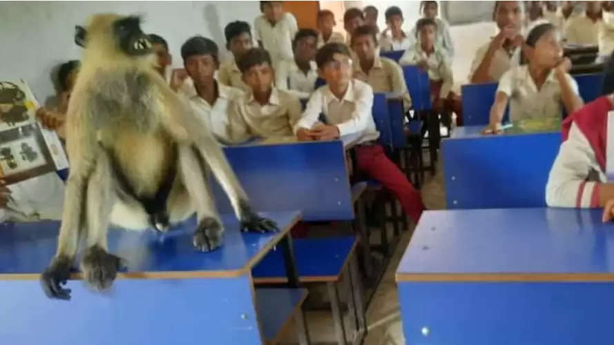 Jharkhand: Monkey coming to school to study, goes on vacation - remains on the first bench