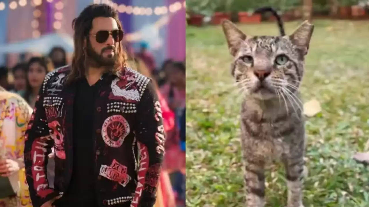  फिल्म 'किसी का भाई किसी की जान' का दूसरा गाना बिल्ली-बिल्ली का प्रोमो आया सामने
